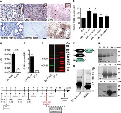 Targeting Tumor Vascular CD99 Inhibits Tumor Growth